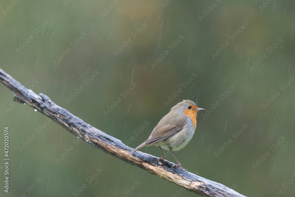 Fototapeta premium European robin Erithacus rubecula in close view