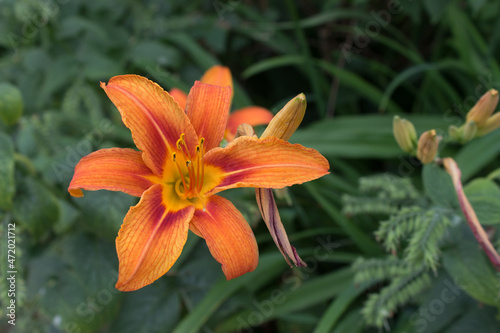 Orange lily flower in the garden