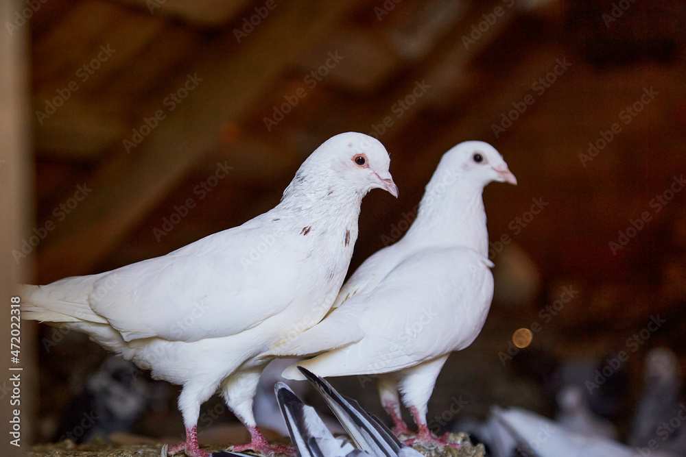 Breeding purebred pigeons at private yard. Warm house for birds. Hobby for the soul. Diet meat. Naturecore rural pastoral life concept Copy space