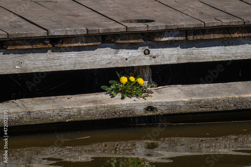 flowers on a fence at the lake