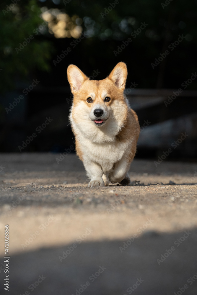 A corgi dog runs on a sunny day A corgi dog runs on a sunny day