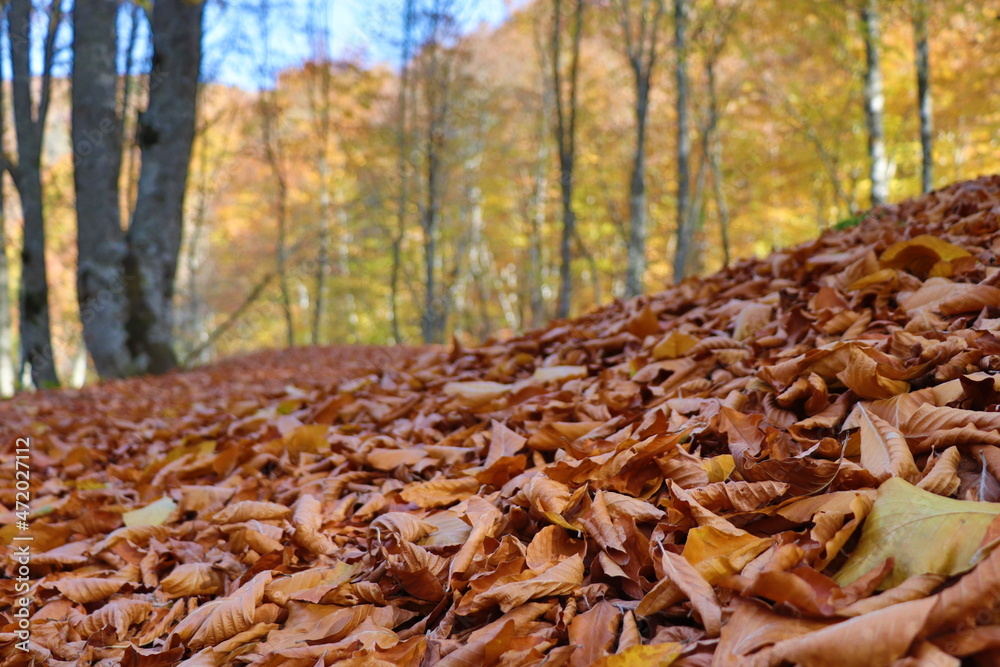 Autumn scenery in Uludag National Park, Turkey