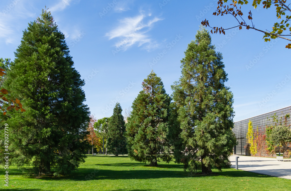 Three young Sequoiadendron giganteum (Giant sequoia or giant redwood) in city Park Krasnodar. Public landscape Galitsky park'in sunny autumn 2021