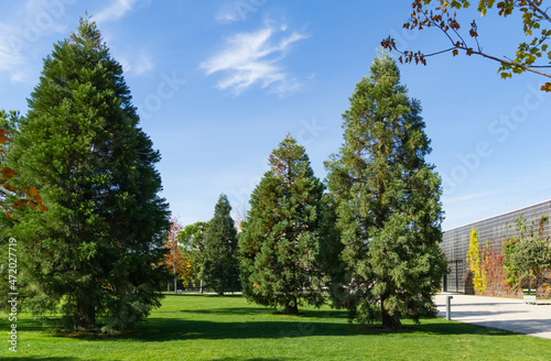 Three young Sequoiadendron giganteum (Giant sequoia or giant redwood) in city Park Krasnodar. Public landscape Galitsky park'in sunny autumn 2021 photo