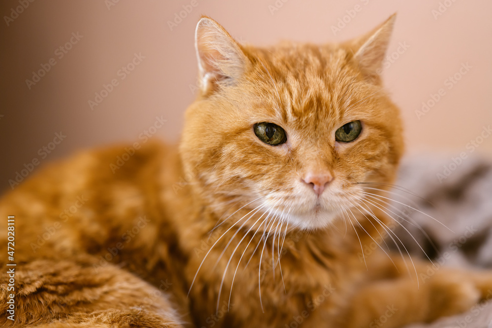 Sleepy old red cat. Selective focus on eyes.