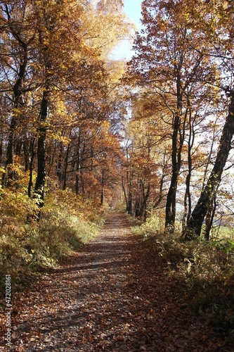 Quiet forest alley, aesthetics fallen yellow leaves carpet, silent autumn road under the shade of  trees.  Environment  tranquility inspiration. Krakow, Poland. © illuminacija