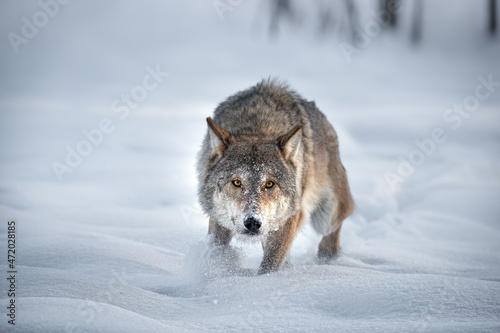 An Adult European Timber Wolf Runs Through The Freshly Fallen Snow Right At You. Angry Gray Wolf In Search Of Prey. Wolf's Gaze. Predator Chases Prey.Scene From The Wild Nature Of The North Of Belarus