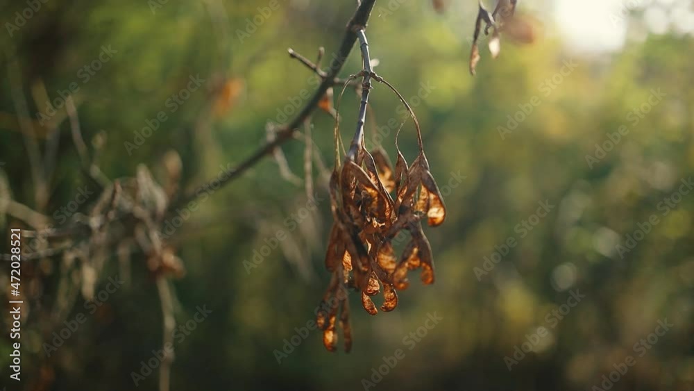 Autumnal landscape. Nature leaf in garden at fall. Autumn natural background Autumnal landscape. Nature leaf in garden at fall. Autumn natural background