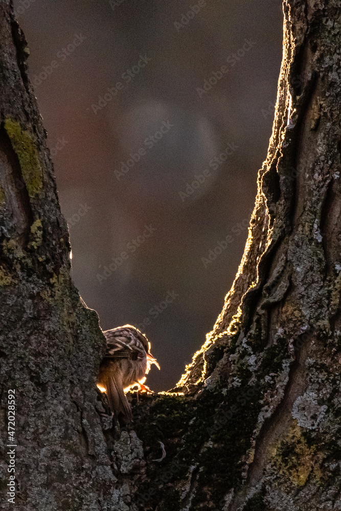 Short-toed Treecreeper perched on a tree trunk Short-toed Treecreeper perched on a tree trunk