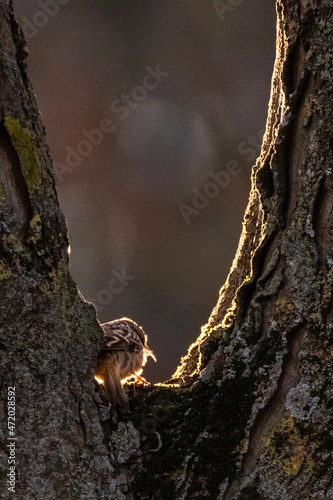 Short-toed Treecreeper perched on a tree trunk