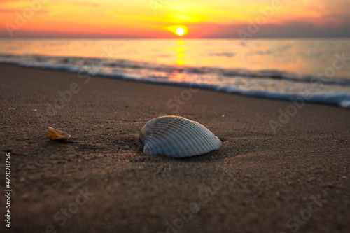 Shells are washed by the sea on the beach in the morning.