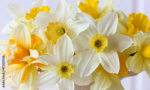 yellow daffodils as a natural background