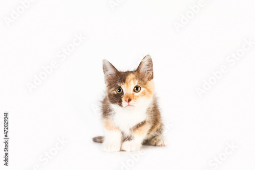 Pequeña gatita sentada mirando al frente sobre un fondo blanco liso y aislado. Vista de frente y de cerca. Copy space