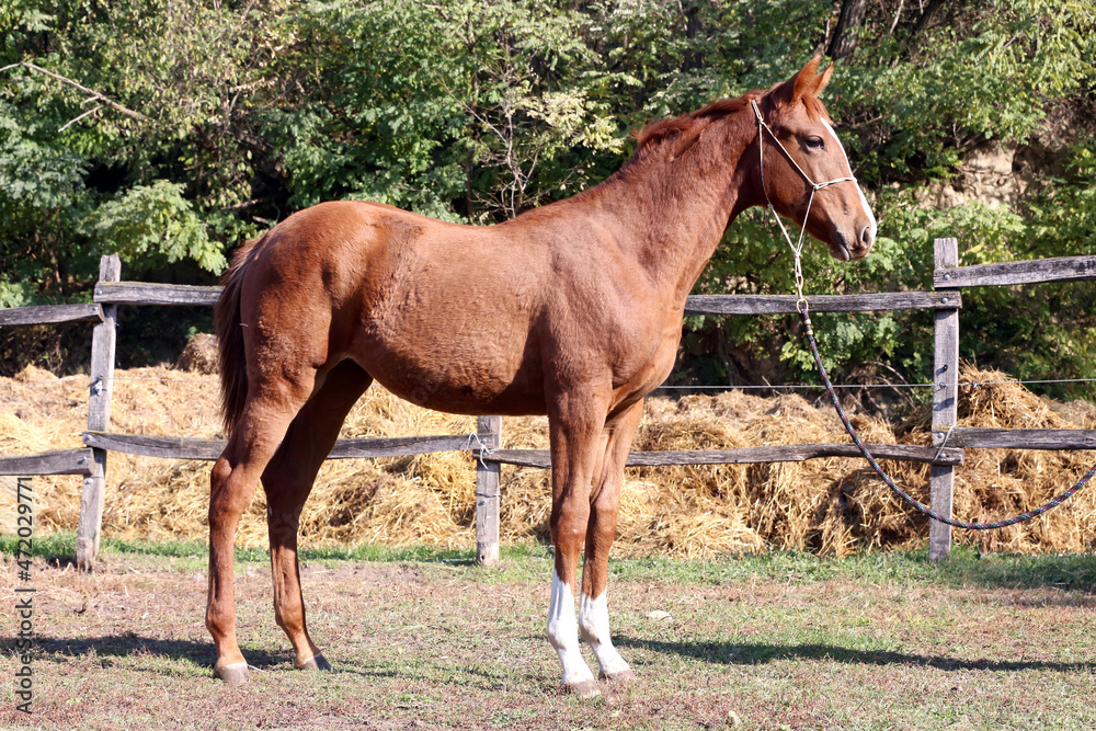 Fototapeta premium Young horse showing her skills