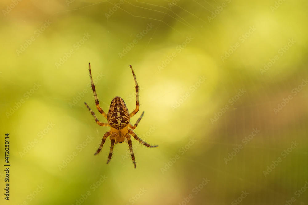 A large yellow-brown spider with shaggy legs and a cross on its back hangs from a web in an autumn forest. Close-up. A large yellow-brown spider with shaggy legs and a cross on its back hangs from a web in an autumn forest. Close-up.