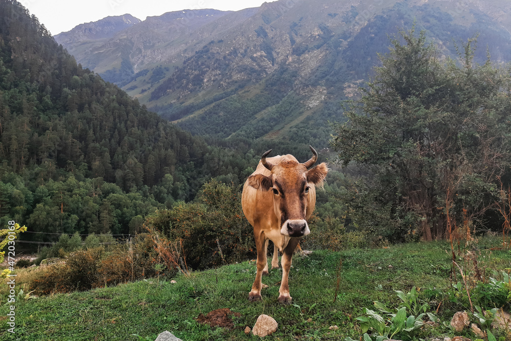 Brown mountain cow grazing on an caucasian pasture in summer.