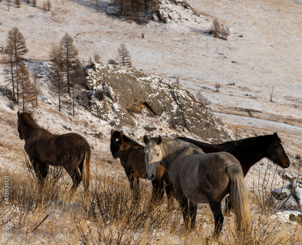 Fototapeta premium horse in the mountains
