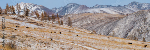 snow covered mountains