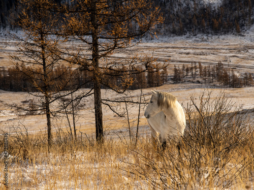horse in the snow