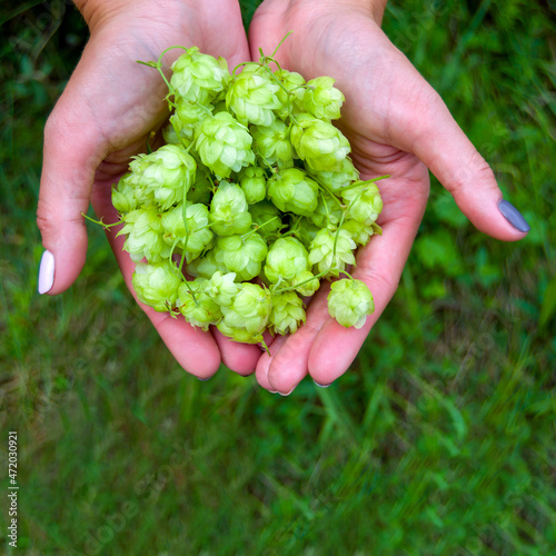 cones of fresh hops lie in women's hands. raw materials for production of bread and beer. Square image