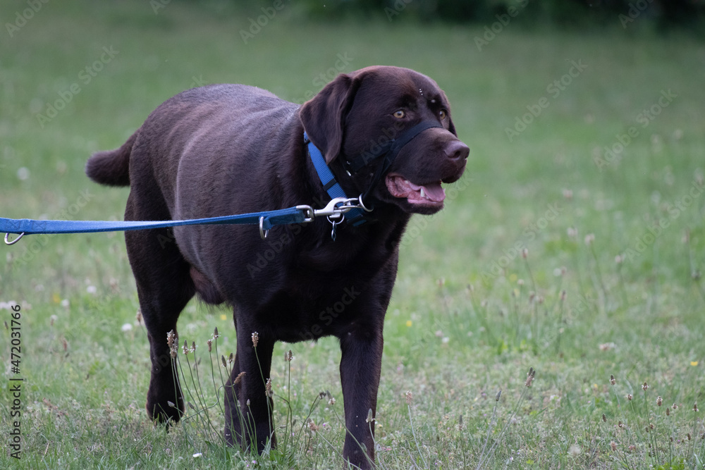 portrait of a dog