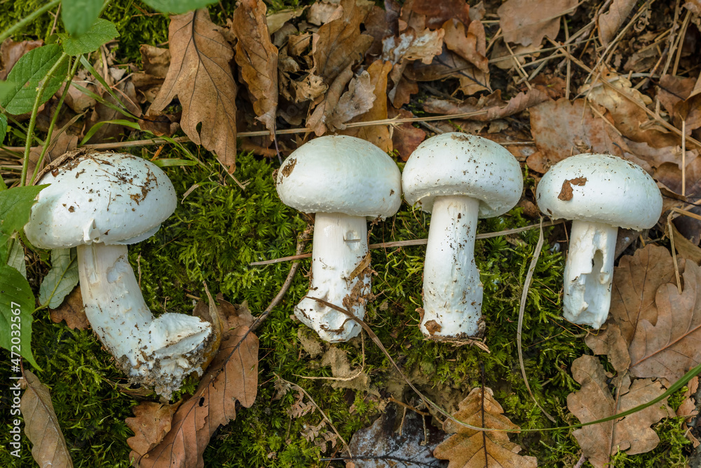 Four porcini mushrooms lie on green moss among the yellow leaves. Forest mushrooms Four porcini mushrooms lie on green moss among the yellow leaves. Forest mushrooms