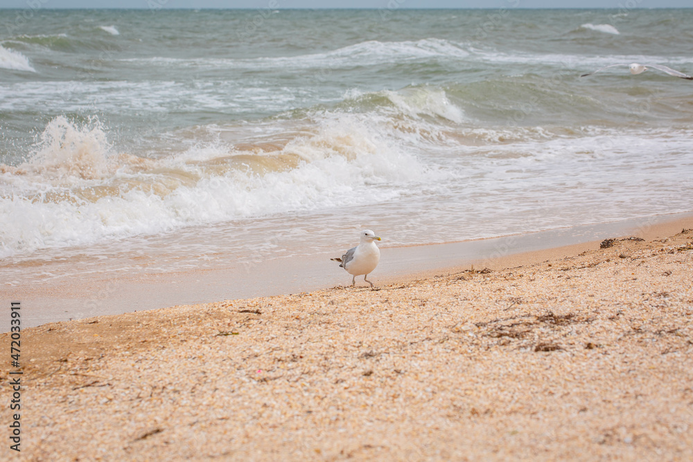 Seagull walk in the sand on the sea Seagull walk in the sand on the sea