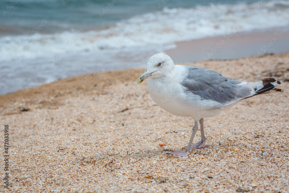 Seagull walk in the sand on the sea Seagull walk in the sand on the sea