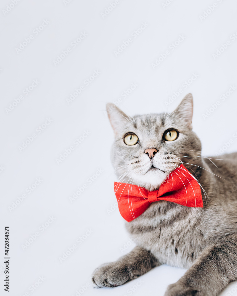 Portrait of a gray cat with a red butterfly on its neck on a light background.looking up.animal background.World pet day.Minimal, stylish, trendy holiday concept.Pet Store Poster Design Portrait of a gray cat with a red butterfly on its neck on a light background.looking up.animal background.World pet day.Minimal, stylish, trendy holiday concept.Pet Store Poster Design
