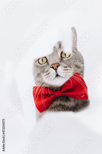 A gray cat with a red butterfly on its neck looks through a hole in a torn white paper. animal background.World pet day.A minimal, stylish, trendy holiday concept.Pet store poster design.Vertically