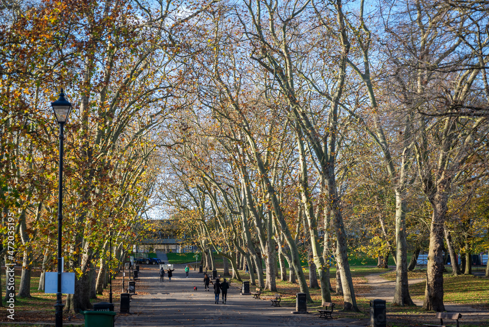 Fototapeta premium Plane trees avenue, Crystal Palace Park, London, England, UK