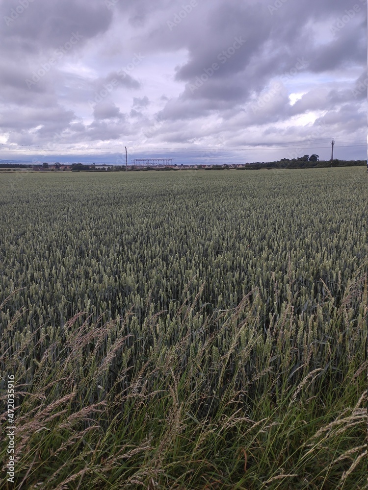 Fototapeta premium Field of wheat