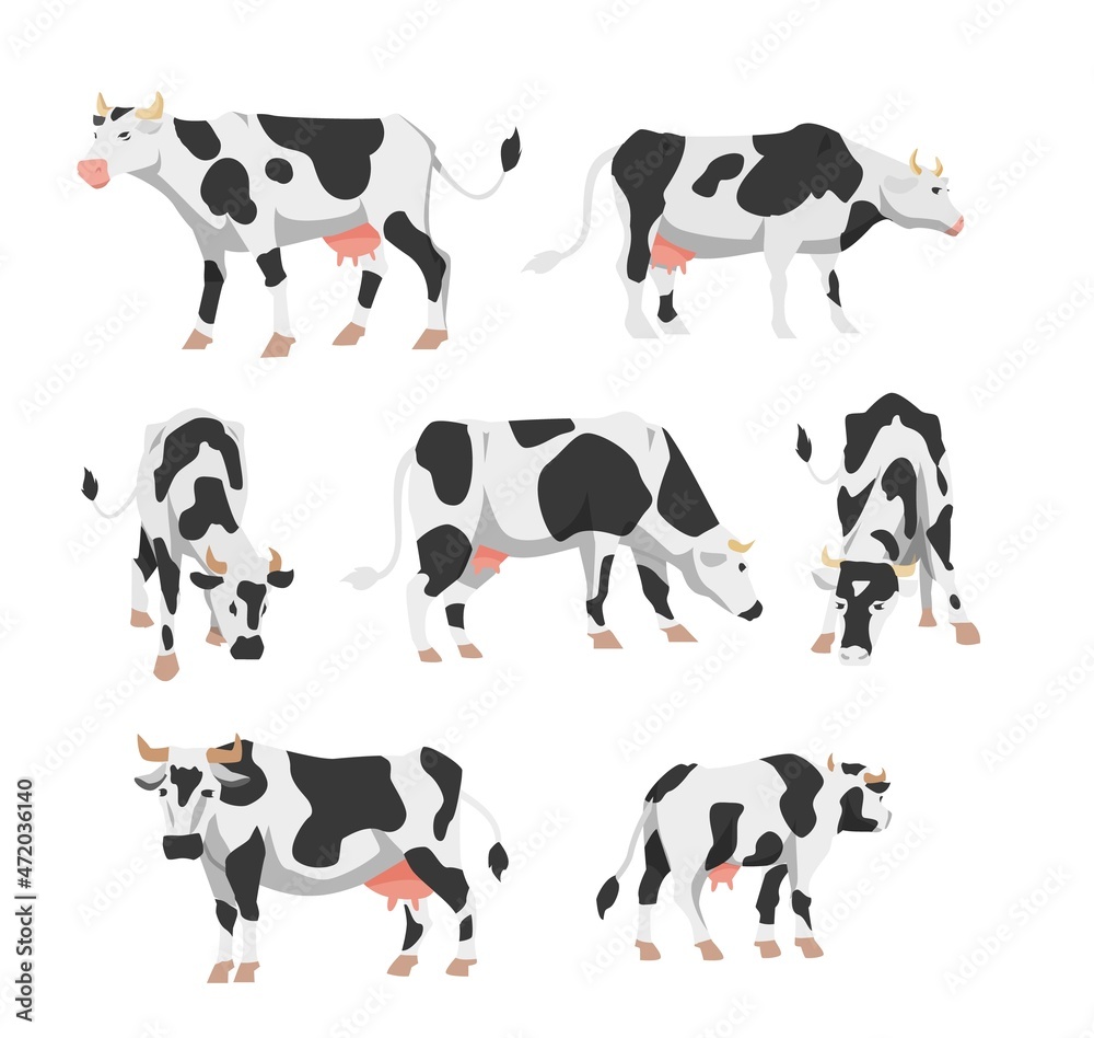 Set of Holstein cows for livestock farm in flat vector illustration isolated