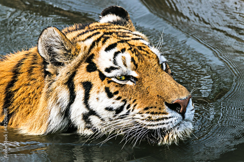 Schwimmender Tiger photo