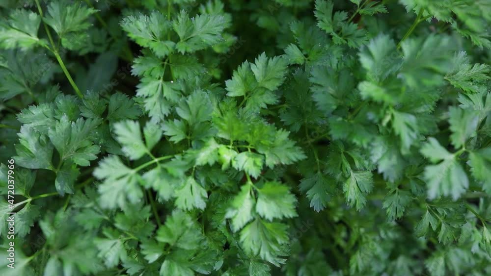 Organic natural green parsley growing in the vegetable garden.Close up. Organic natural green parsley growing in the vegetable garden.Close up.