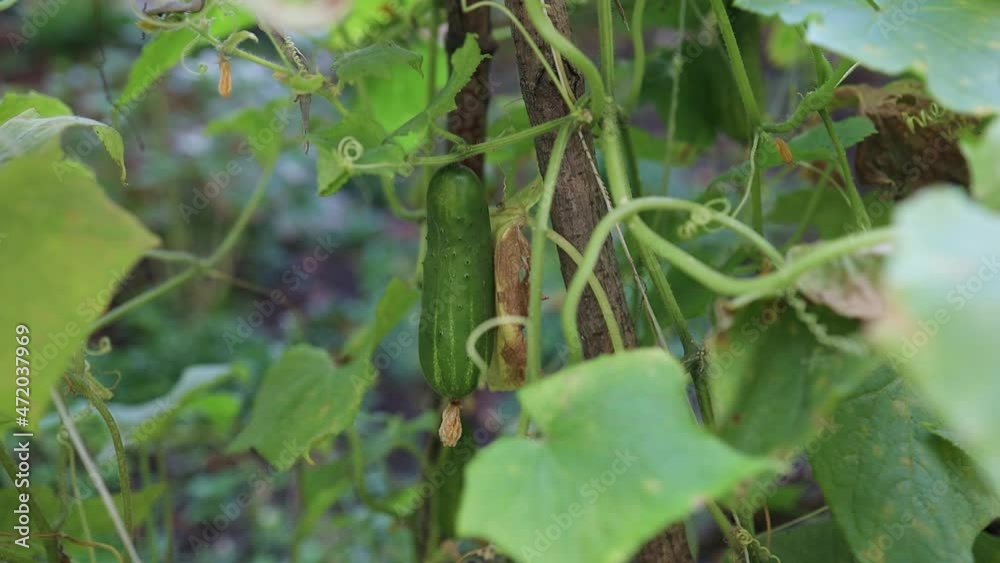 Close up of green cucumbers in the greenhouse. Fresh cucumber on a branch with yellow flowers. Organic farming business. Close up of green cucumbers in the greenhouse. Fresh cucumber on a branch with yellow flowers. Organic farming business.