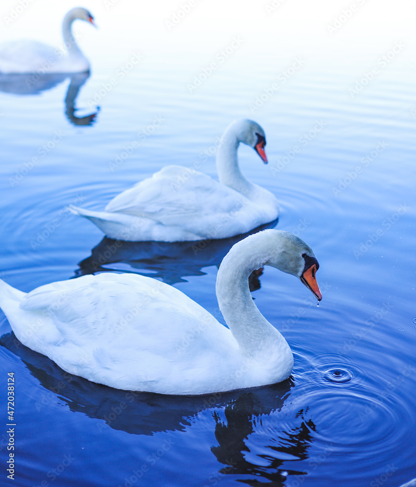 Fototapeta premium beautiful swans on the lake
