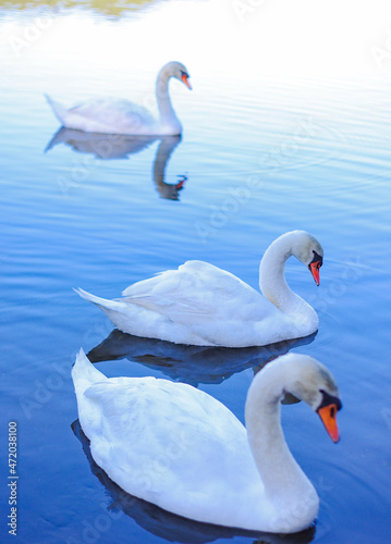 Fototapeta Naklejka Na Ścianę i Meble -  beautiful swans on the lake