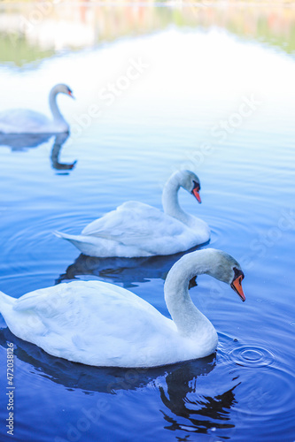 beautiful swans on the lake
