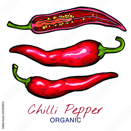 Vector sketch illustration of chili pepper set drawing isolated on white. Whole and cut slices. Engraved style.  natural business. Vintage, retro object for menu, label, recipe, product packaging