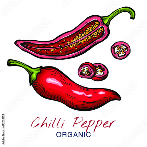 Vector sketch illustration of chili pepper set drawing isolated on white. Whole and cut slices. Engraved style.  natural business. Vintage, retro object for menu, label, recipe, product packaging