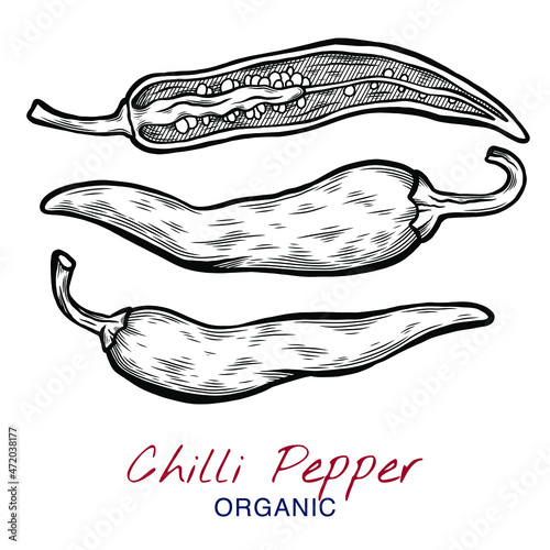 Vector sketch illustration of chili pepper set drawing isolated on white. Whole and cut slices. Engraved style. Ink. natural business. Vintage, retro object for menu, label, recipe, product packaging