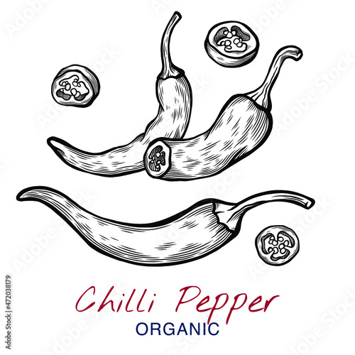 Vector sketch illustration of chili pepper set drawing isolated on white. Whole and cut slices. Engraved style. Ink. natural business. Vintage, retro object for menu, label, recipe, product packaging