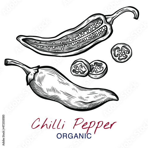 Vector sketch illustration of chili pepper set drawing isolated on white. Whole and cut slices. Engraved style. Ink. natural business. Vintage, retro object for menu, label, recipe, product packaging