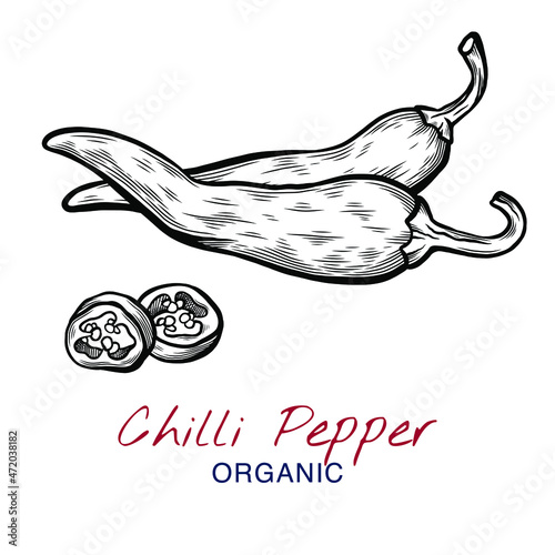 Vector sketch illustration of chili pepper set drawing isolated on white. Whole and cut slices. Engraved style. Ink. natural business. Vintage, retro object for menu, label, recipe, product packaging
