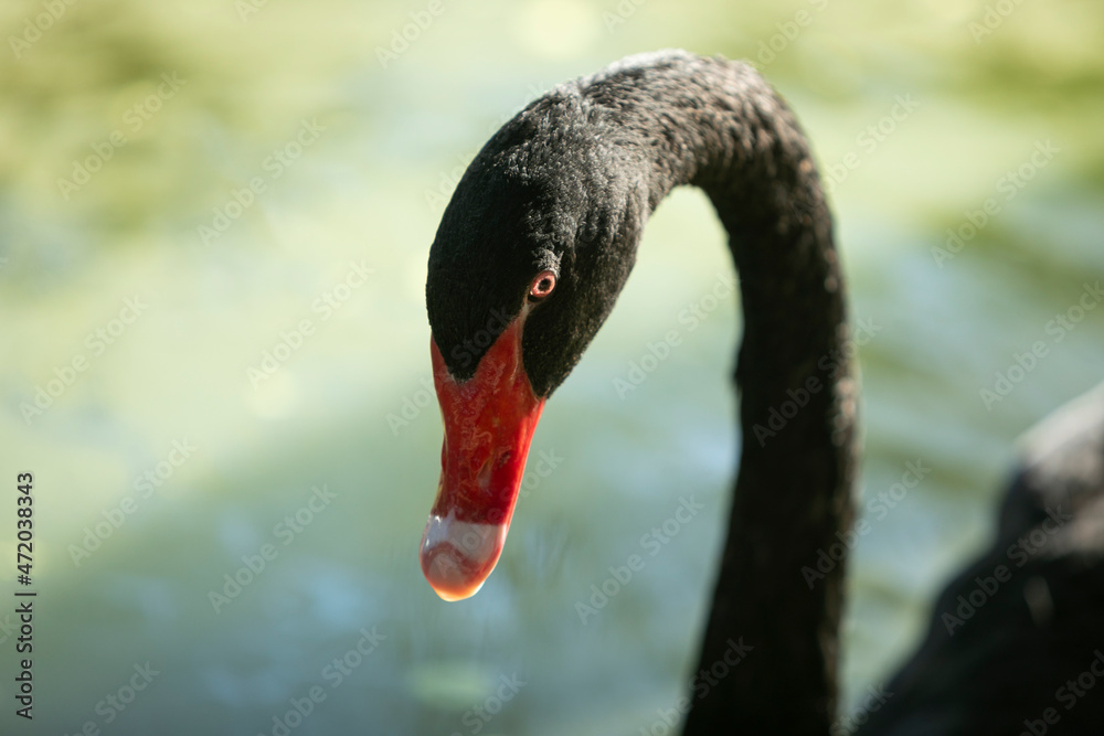 Fototapeta premium close-up of black swan's head with bright red mouth