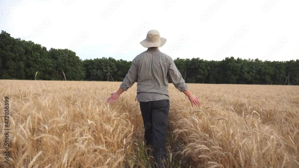 Rear view of male farmer going through the barley field and touching with hands golden ears of crop. Young agronomist walking among wheat meadow and stroking ripe spikelets. Agriculture concept Rear view of male farmer going through the barley field and touching with hands golden ears of crop. Young agronomist walking among wheat meadow and stroking ripe spikelets. Agriculture concept