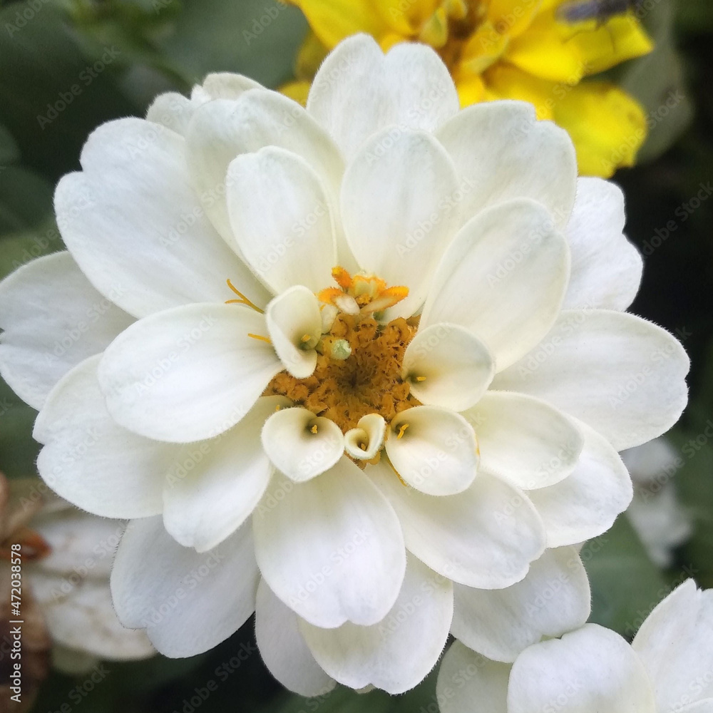 Closeup, White chrysanthemums flower blossom blooming  blurred background for stock photo or illustration, summer plants, garden