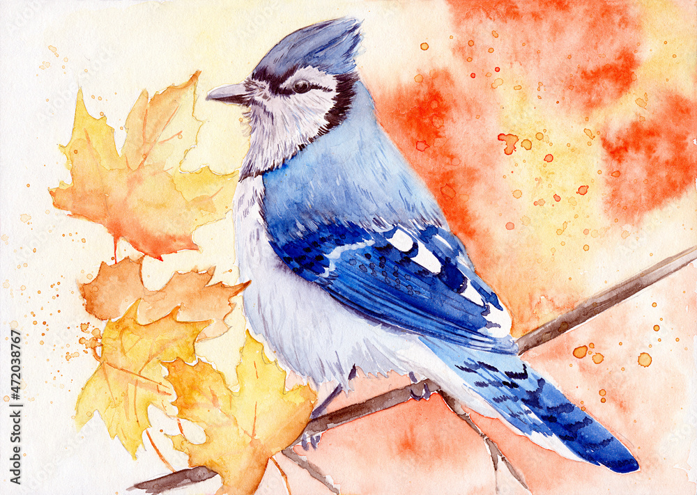 Red, Yellow, Blue Jay