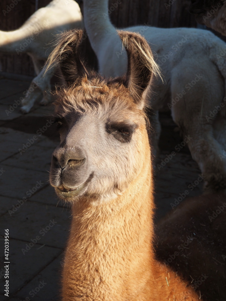Obraz premium A portrait of a funny, smiling alpaca with protruding hairy, fluffy ears in a backyard agritourism farm.